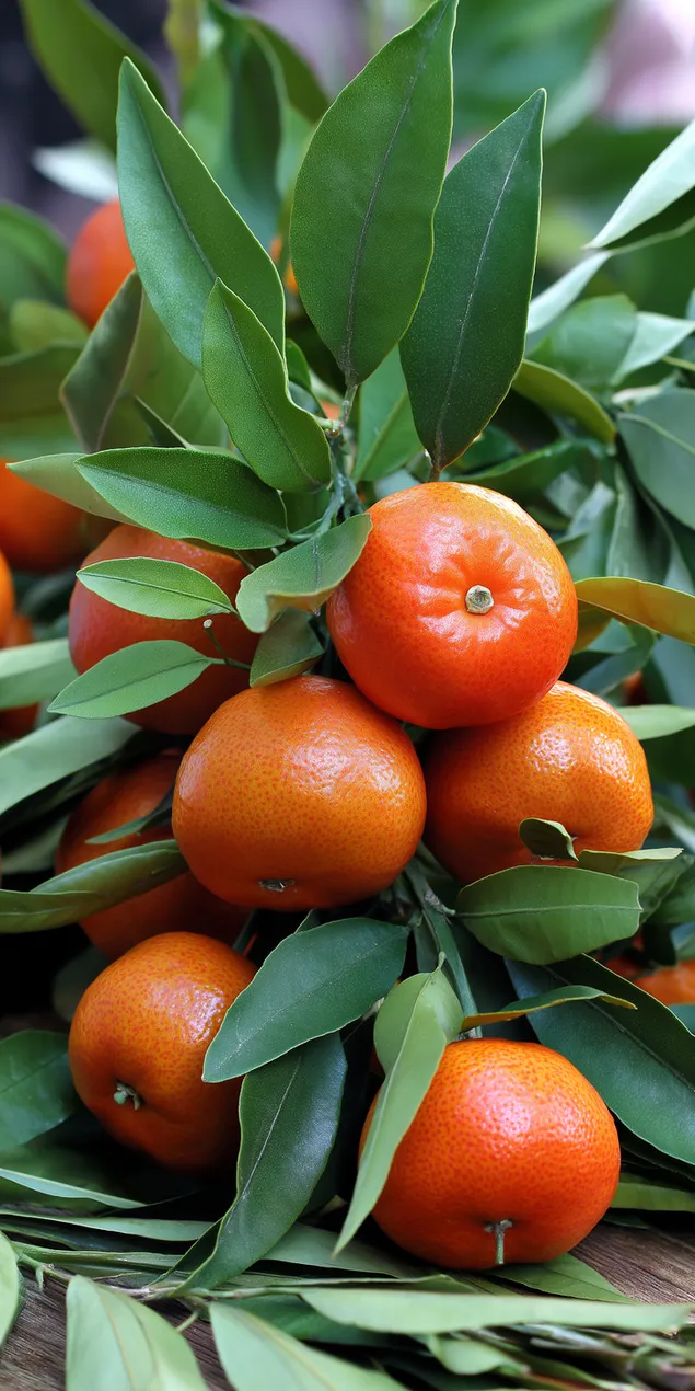 Множество цитрусовых, свисающих с ветвей и густой листвы HD обои