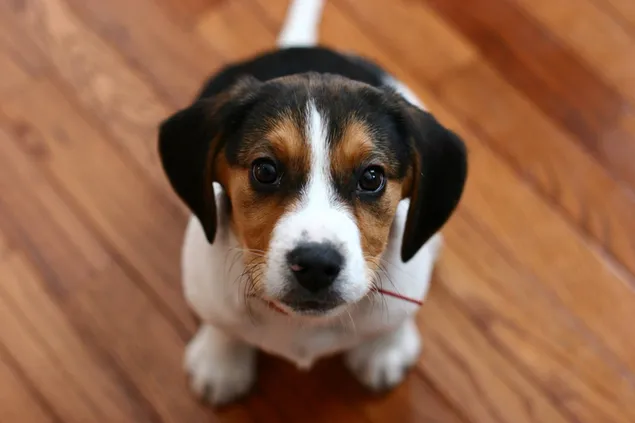 adorable cachorro beagle 2K fondo de pantalla