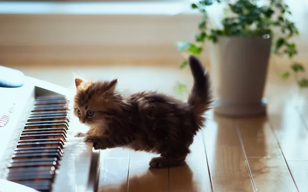 Adorable brown kitten plays the piano