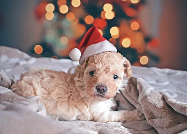 Entzückender cremefarbener Haustierwelpe mit Weihnachtsmütze 4K Hintergrundbild