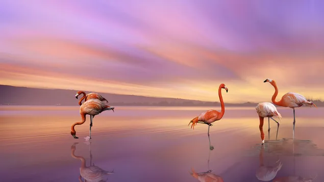 Adorable flamingos download