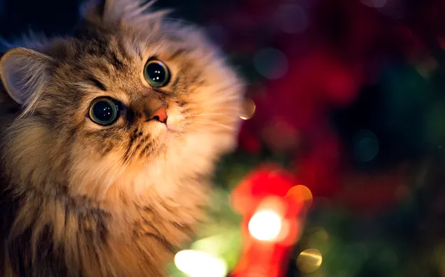 Adorable fur ball cat with fairy lights background download