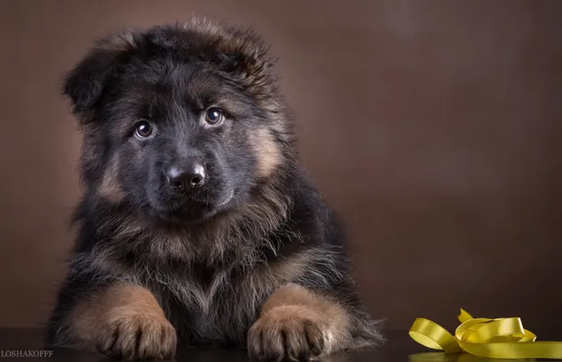 Schattige puppy van de Duitse herder