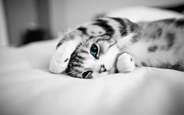 Adorable gatito rayado gris con ojos azules 2K fondo de pantalla