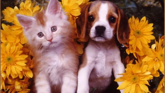 Schattig kitten en puppy HD achtergrond