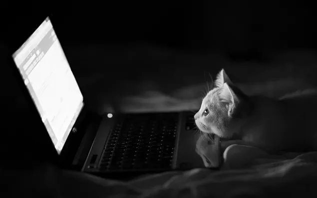 Adorable mascota gato y su computadora portátil