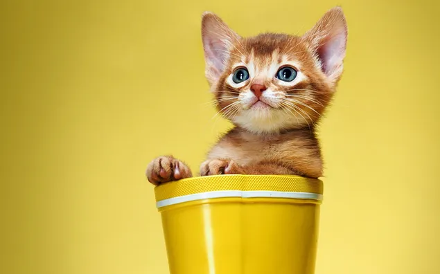 Adorable gatito naranja en un cubo amarillo 2K fondo de pantalla