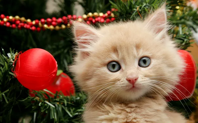 Adorable gatito naranja decorando el árbol de Navidad 2K fondo de pantalla