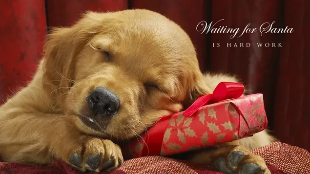 クリスマスにサンタを待っている愛らしい子犬