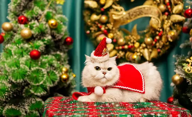 Adorable gato blanco como Papá Noel para Navidad HD fondo de pantalla