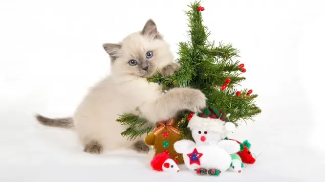 Adorable gatito blanco y su propio árbol de Navidad