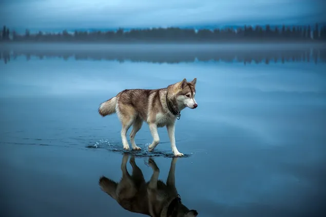 Volwassen bruine Siberische mooie husky hond die op het water in het bos loopt download