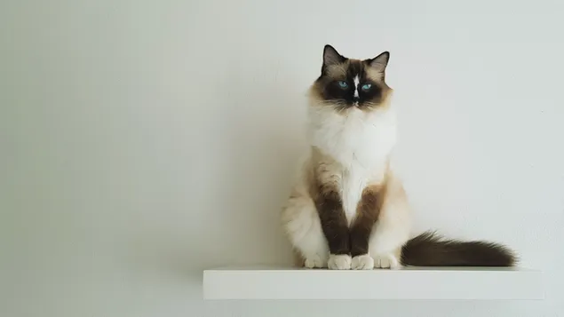 Gato Himalaya adulto en una tabla suspendida de madera 4K fondo de pantalla