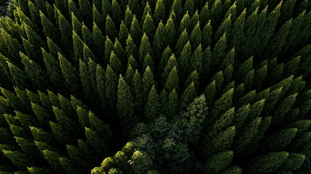 Aerial view of pine trees 4K wallpaper