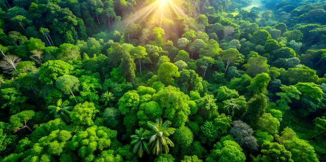 Pemandangan Udara Kanopi Hutan Bercahaya Matahari dengan Dedaunan Hijau yang Rimbun dan Kesan Cahaya Berbintik-bintik 4K kertas dinding