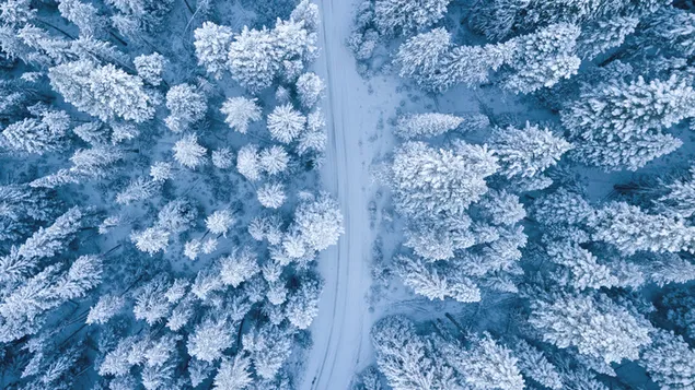 Invierno aéreo del bosque 2K fondo de pantalla