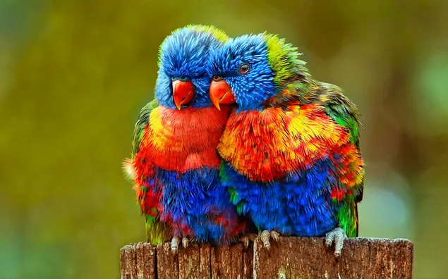 Afbeelding van twee schattige vogels die op hout staan ​​voor een wazige groene achtergrond download