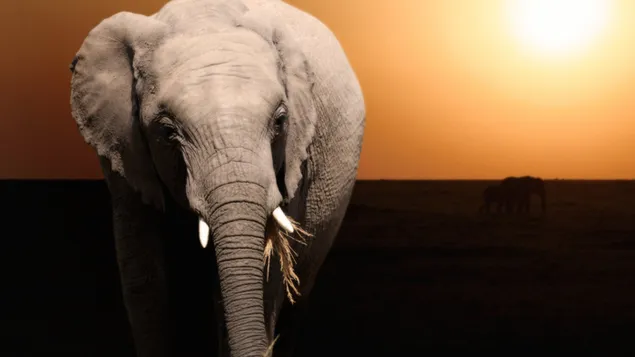 Afrika fili 2K duvar kağıdı