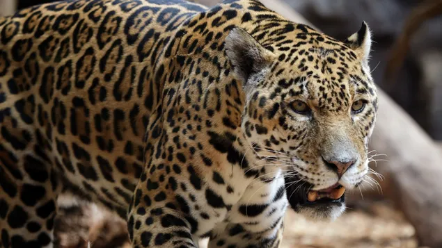 Muat turun Leopard Afrika