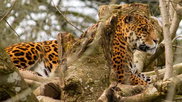 muat turun leopard afrika''