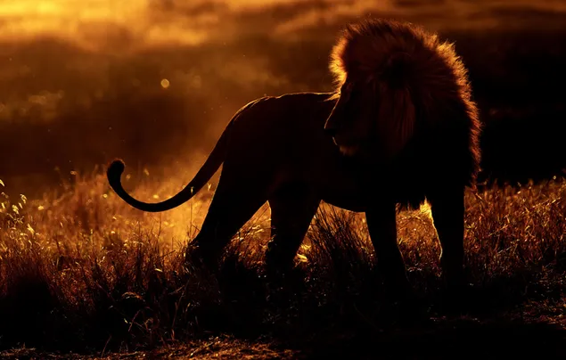 Afrikanischer Löwe Serengeti 4K Hintergrundbild