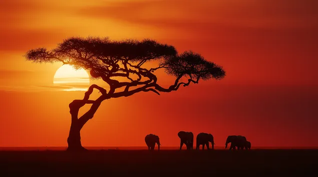 zapad slunce v africke savane se siluety rodiny slonu stahnout