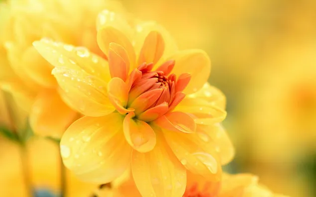 Na regen gele bloem