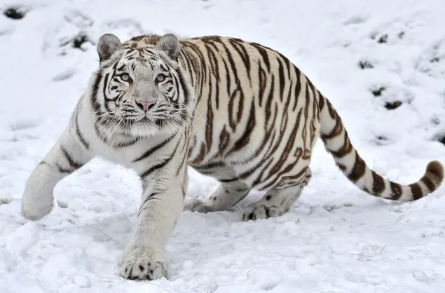 Albino tijger in het besneeuwde veld 2K achtergrond