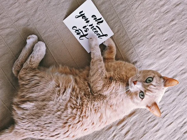 Todo lo que necesitas es un gato color crema.