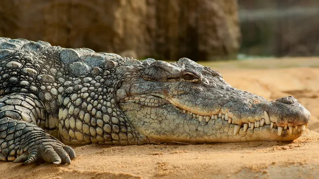 Alligator, der sich auf den Boden legt