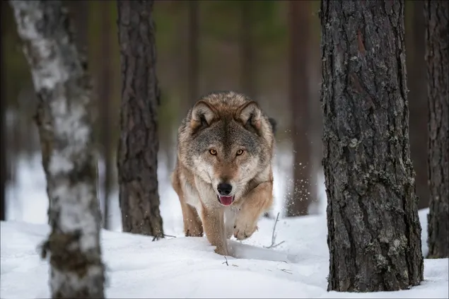 Alpha Wolf jaagt op sneeuw HD achtergrond