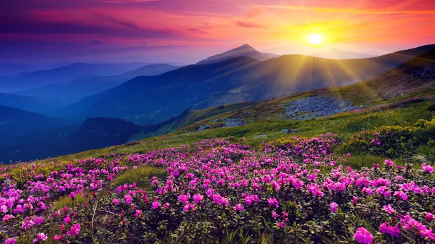 Amanecer y flores de primavera descargar