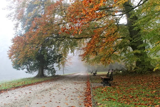 Неверојатна есенска есен во природата 2K тапет