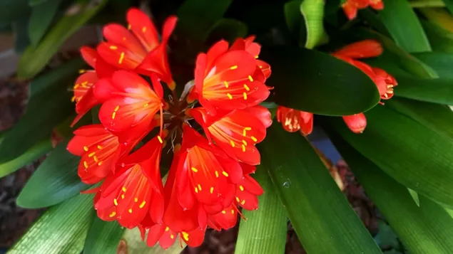 Increíble flor floreciente durante la primavera 4K fondo de pantalla