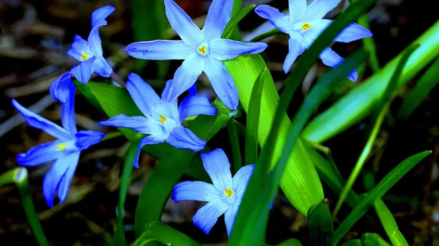 Erstaunlicher blauer Blumenhintergrund 2K Hintergrundbild
