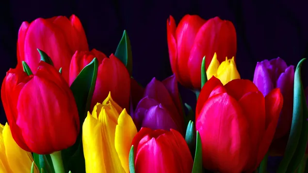 Tulip warna-warni yang menakjubkan 2K wallpaper