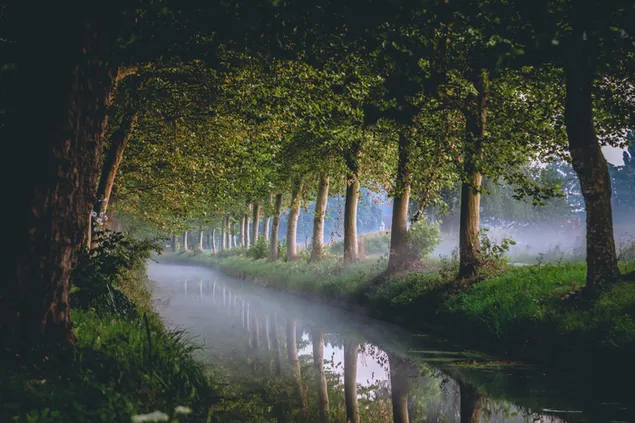 Erstaunlicher Waldblick 2K Hintergrundbild