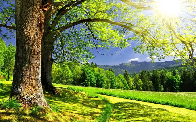 Erstaunliche grüne Landschaft 2K Hintergrundbild