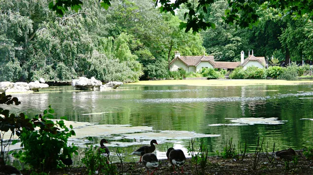 Удивительное искусственное озеро в саду Букингемского дворца - Лондон, Великобритания 4K обои