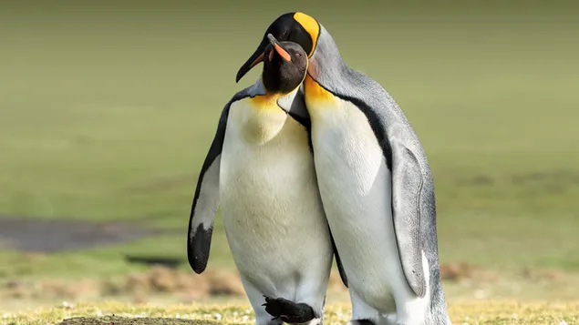 Amazing out-of-focus shot of two penguins hugging each other