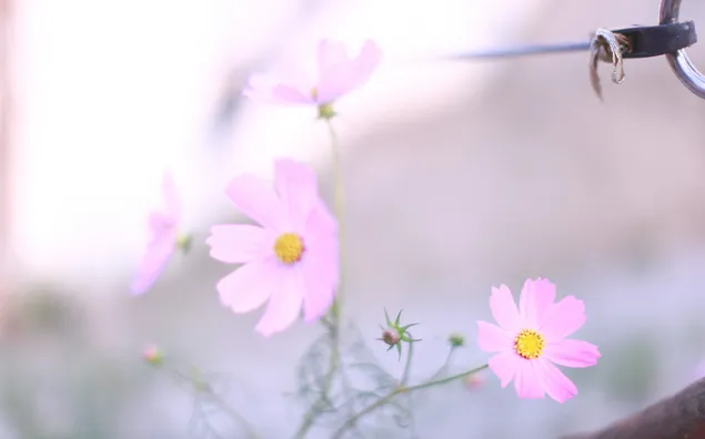 Erstaunliche rosa Blumen 2K Hintergrundbild