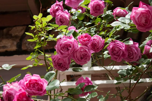 素晴らしいピンクのバラの花 2K 壁紙