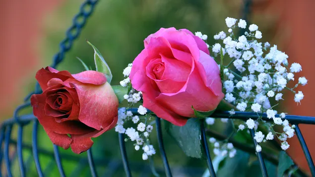 Erstaunliche rosa Rosen 2K Hintergrundbild