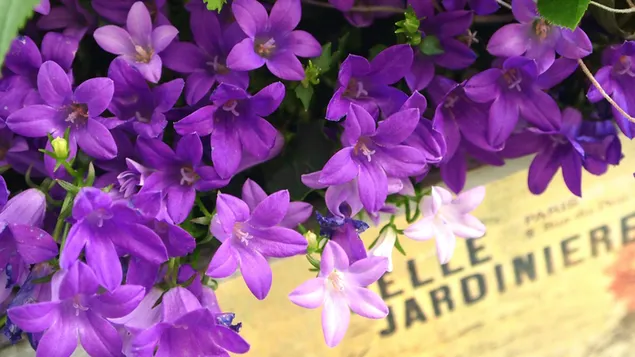 Erstaunliche lila Blüten herunterladen