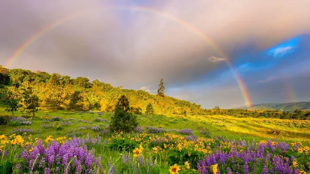 Impresionante vista del arco iris en el campo de flores 2K fondo de pantalla