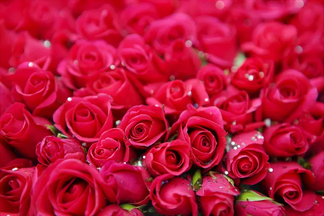 Amazing roses bouquet corsage