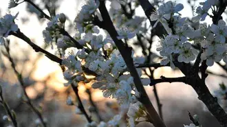Increíbles flores de sakura 2K fondo de pantalla