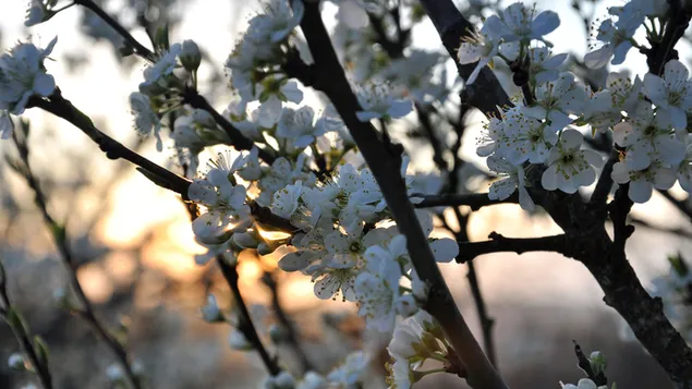 Erstaunliche Sakura-Blumen 2K Hintergrundbild