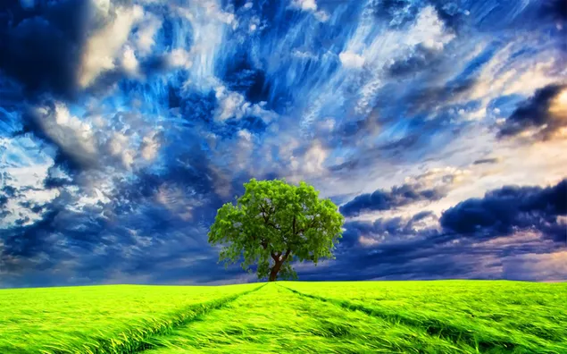 Amazing Sky over Tree in Field HD wallpaper download