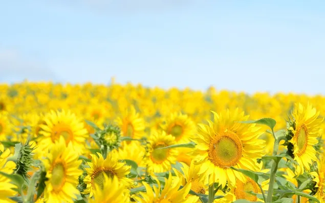 Erstaunliches Sonnenblumenfeld herunterladen